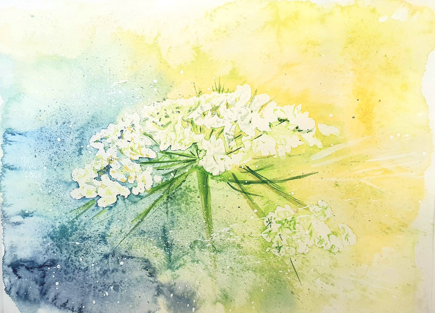 Watercolor ´Wild carrot´, 15x22cm