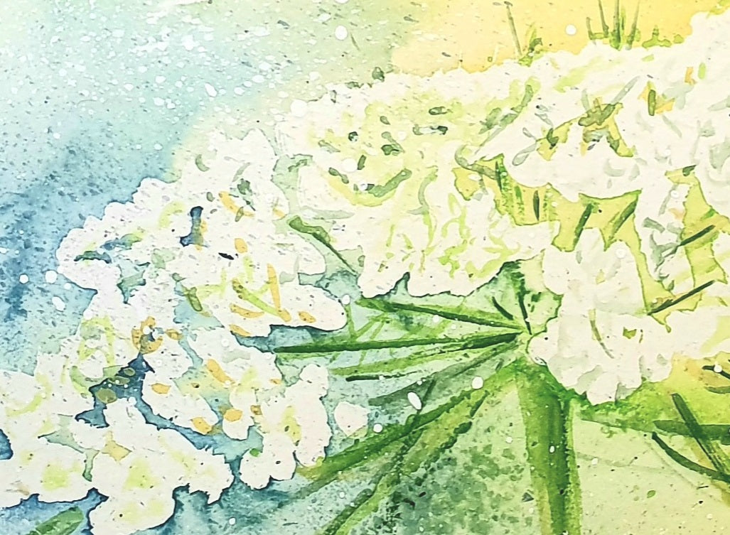 Watercolor ´Wild carrot´, 15x22cm