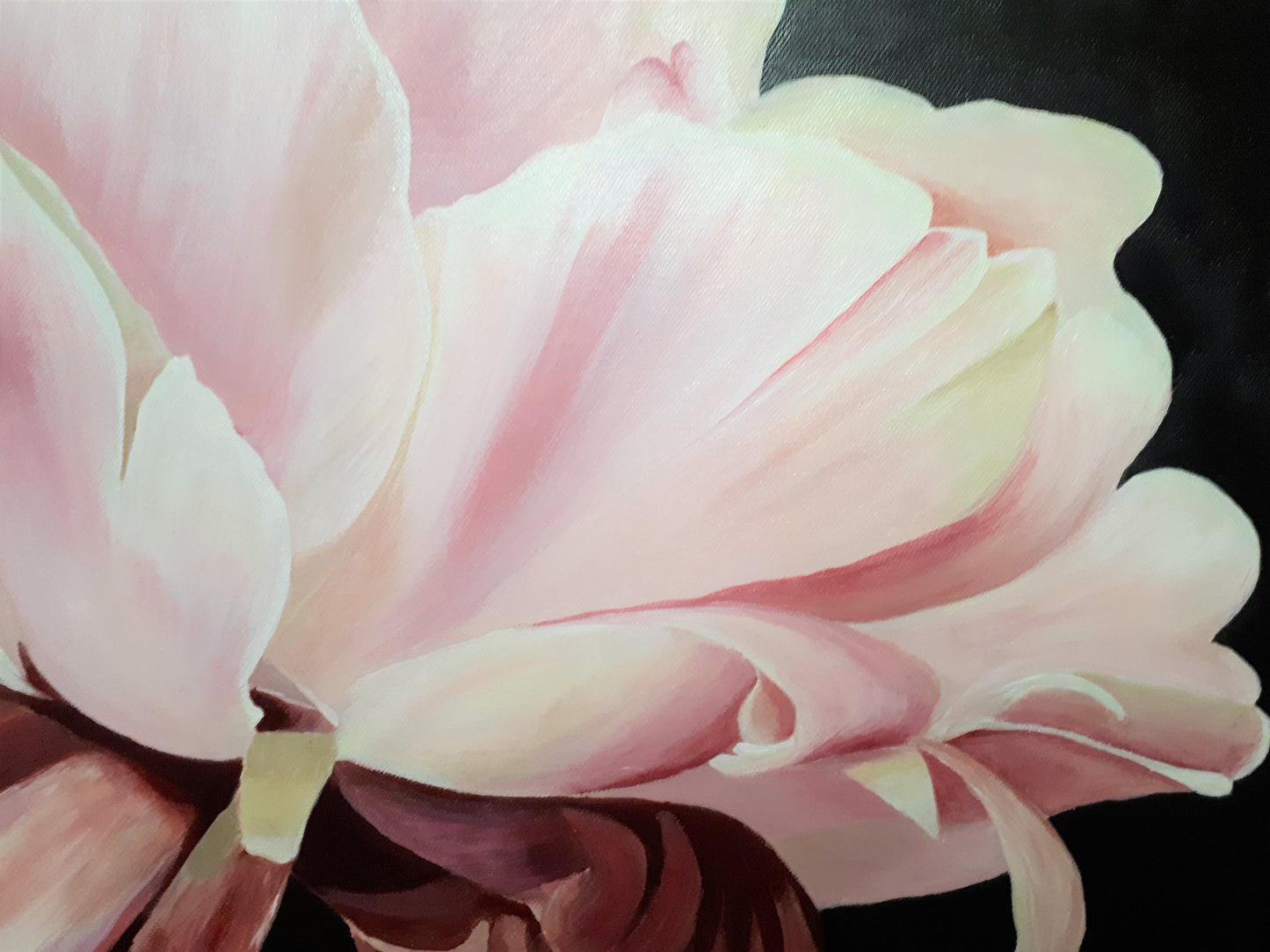 Soft pink peony, 60x80 cm