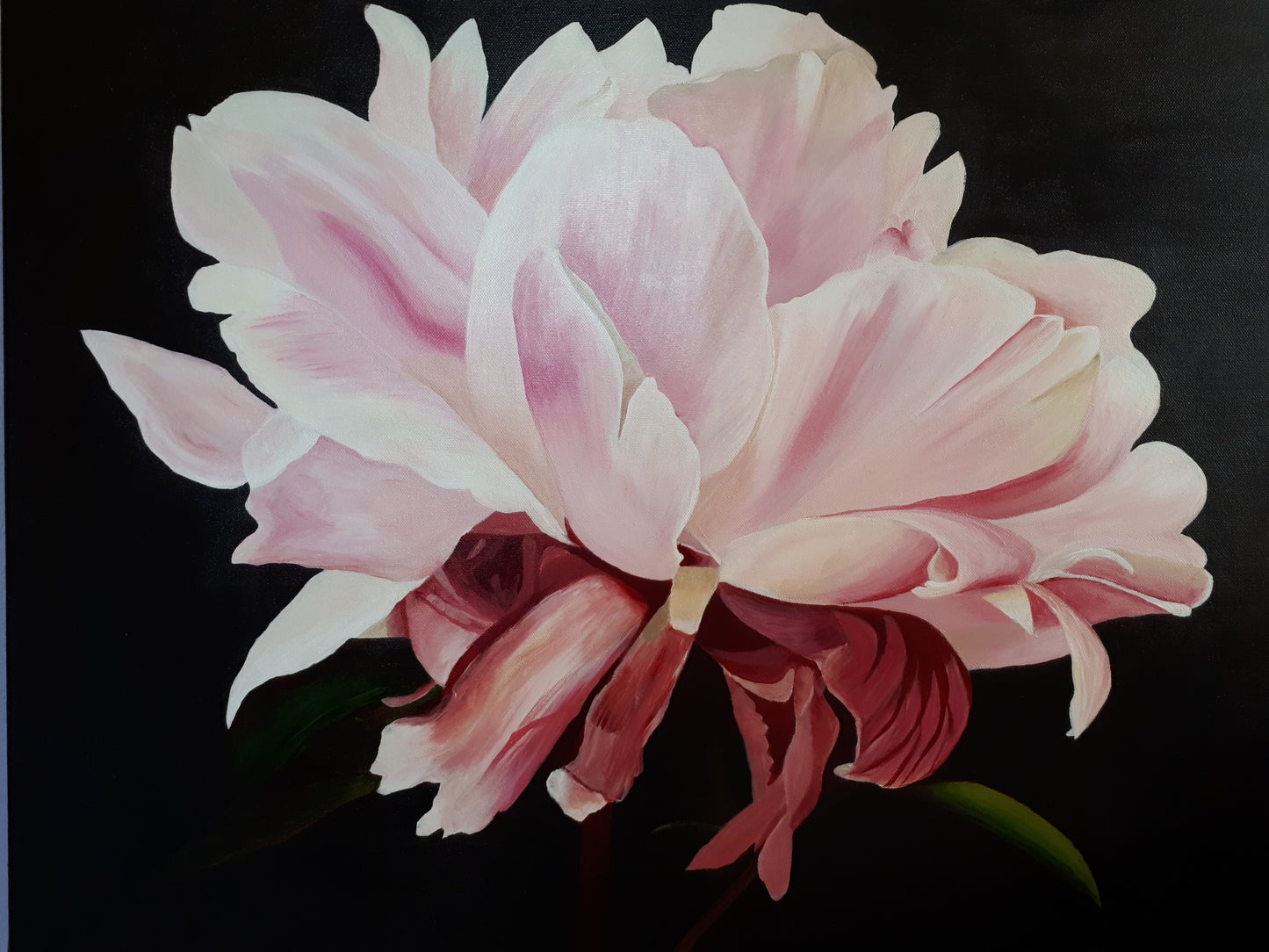 Soft pink peony, 60x80 cm