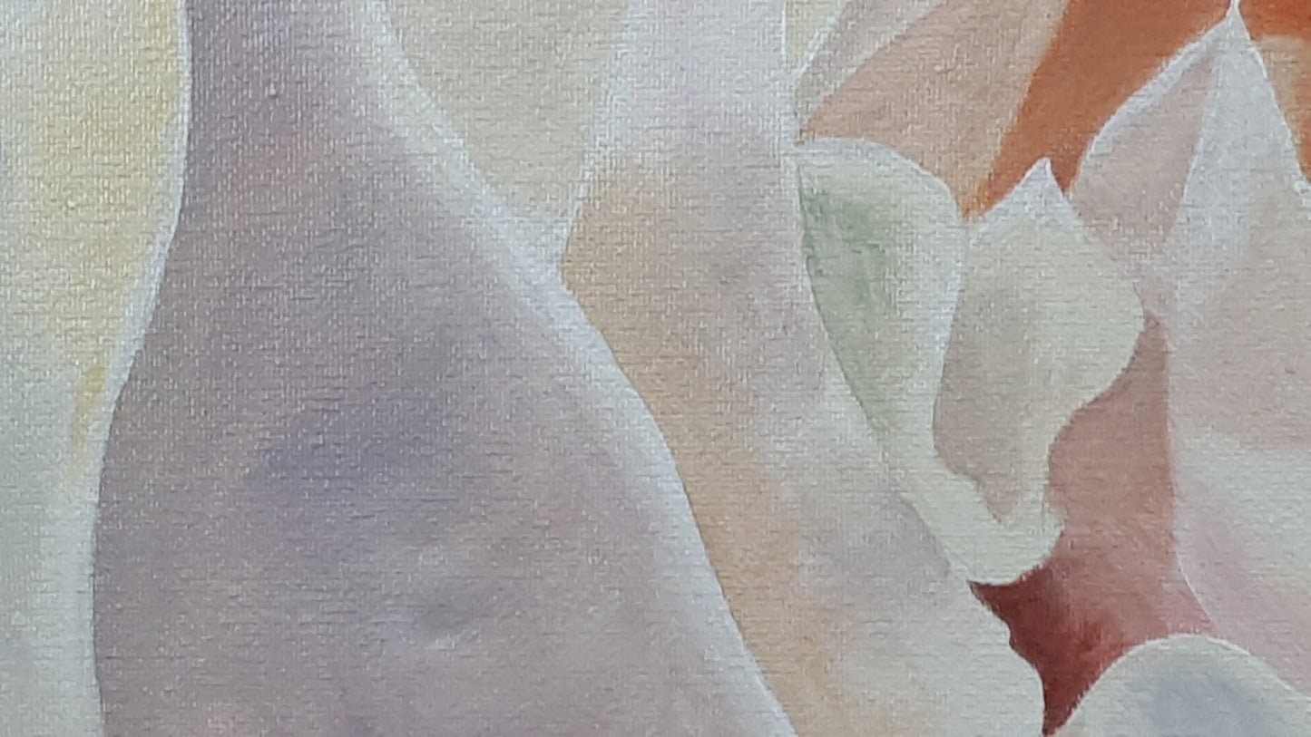 Cream blush rose, 50x50 cm