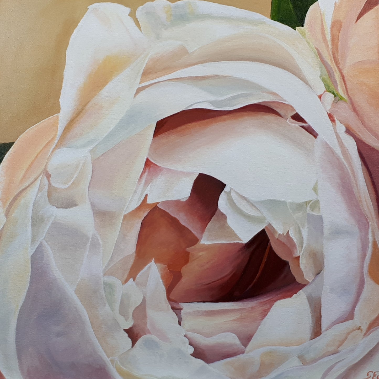 Cream blush rose, 50x50 cm