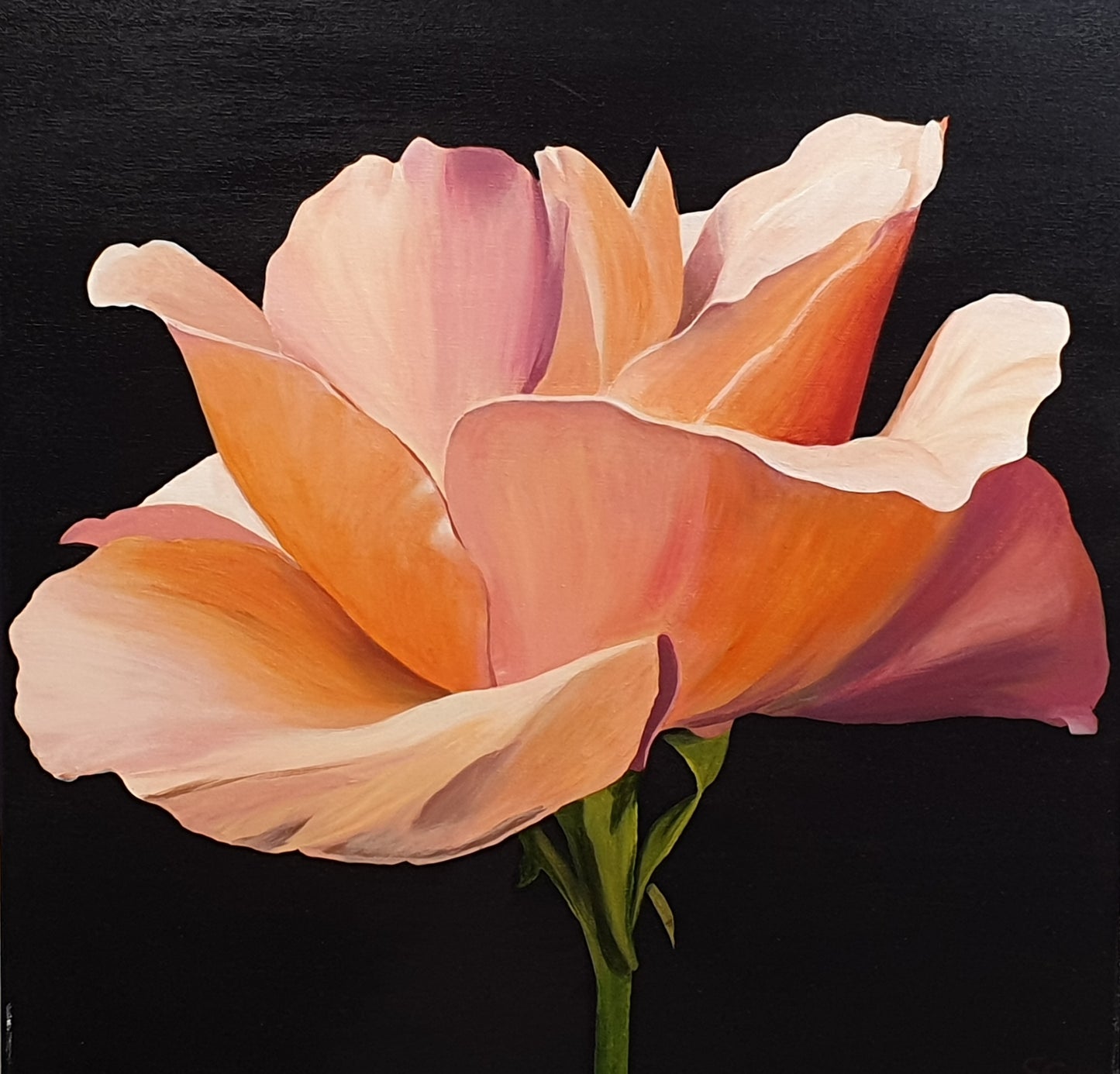 Peachy rose, 50x50cm