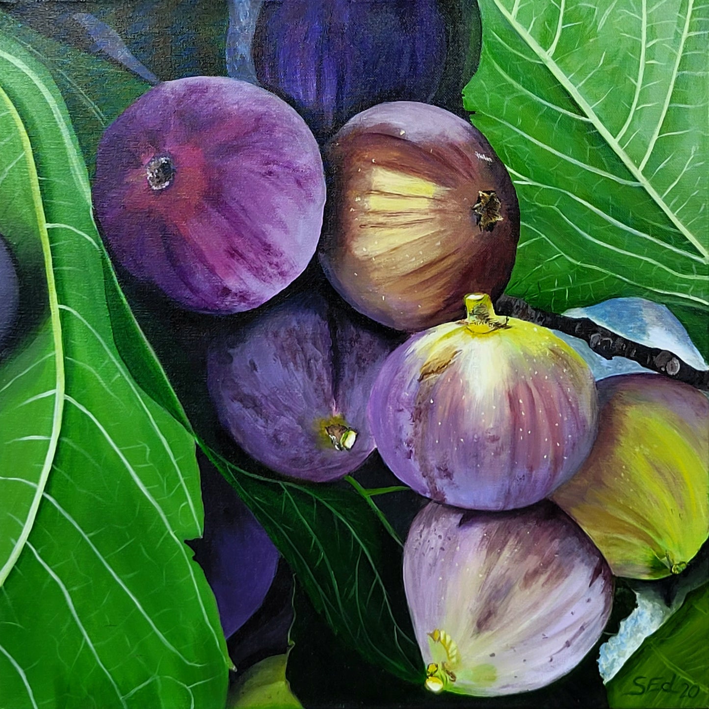 Barossa Figs, 50x50 cm