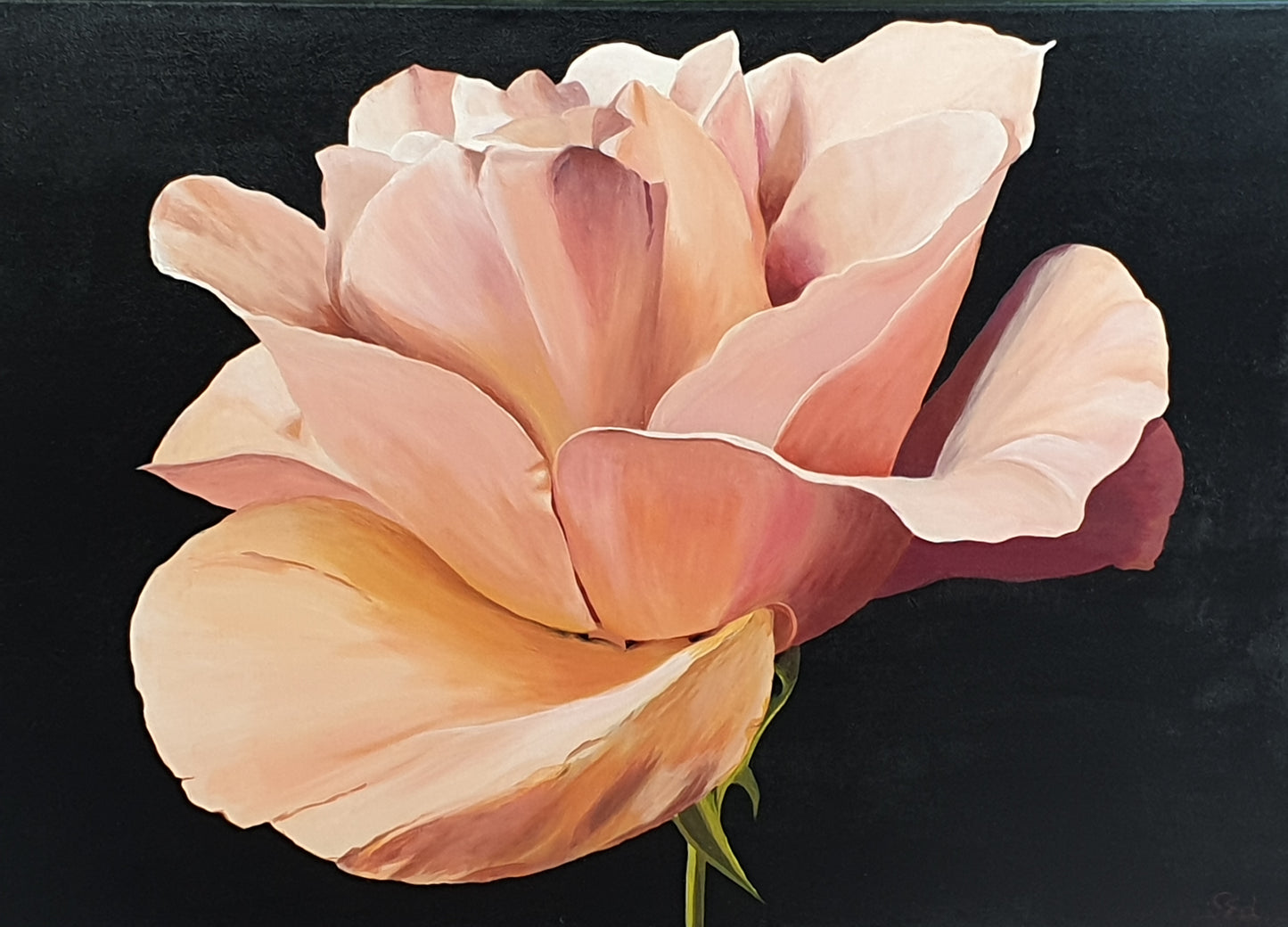 Rosa café con leche, 50x70cm